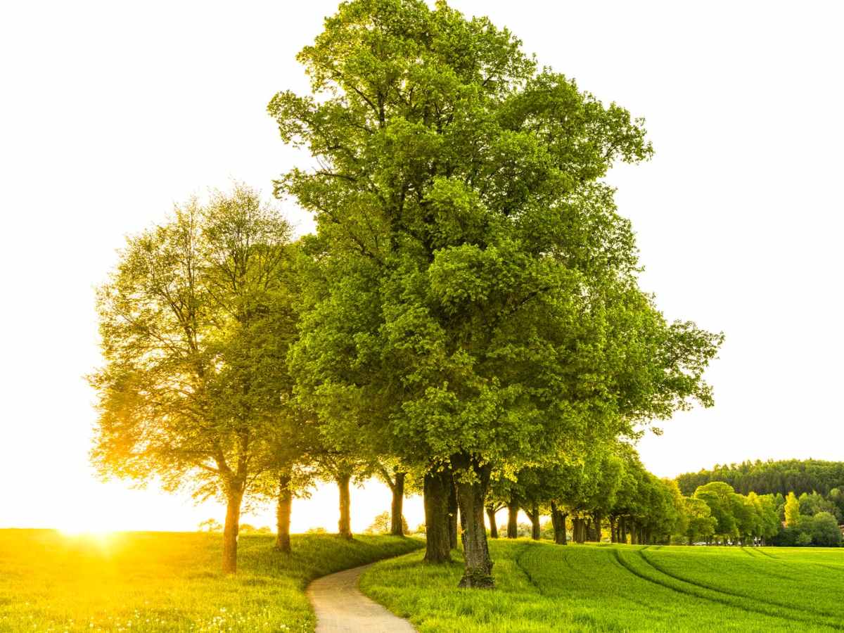 Pax…Peace…Shalom…Mir!